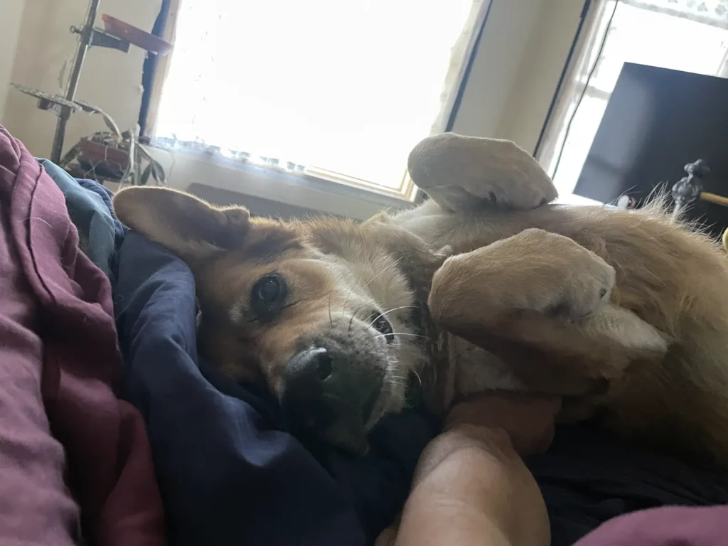 Alameda Post - Mouf the dog lying on the bed with his front paws folded over, looking at the camera