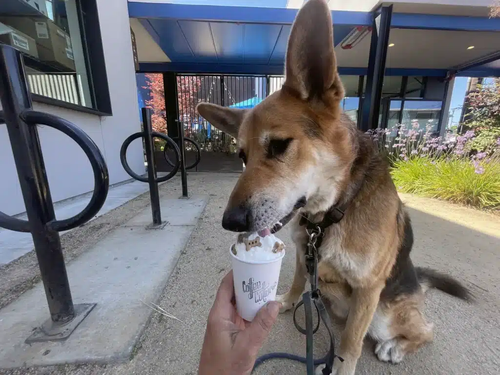 Alameda Post - Mouf enjoys his puppacino.