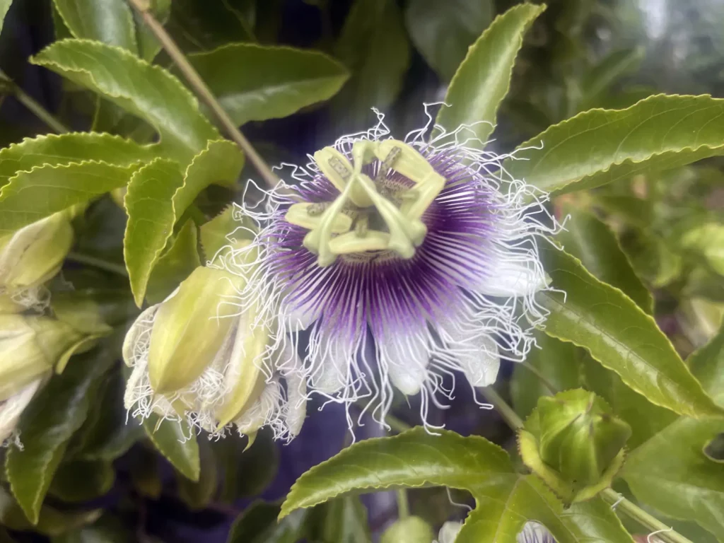 Alameda Post - A passion flower