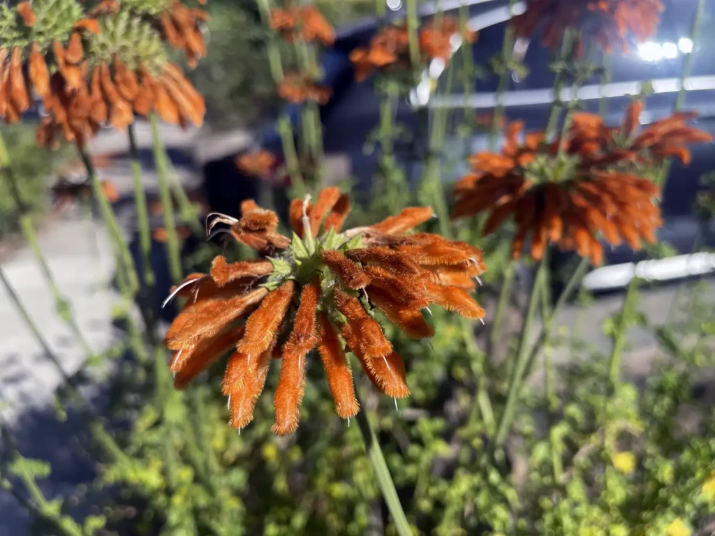 Alameda Post - orange flowers