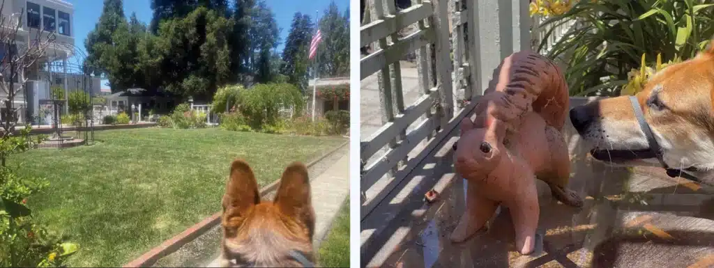 Alameda Post - Mouf visits the garden at the Meyers House... and finds a squirrel!