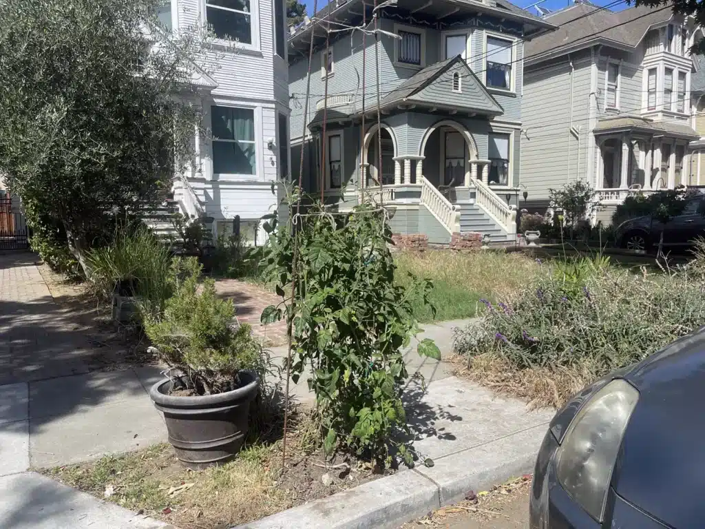 Alameda Post - a tomato plant supported by a tall external frame