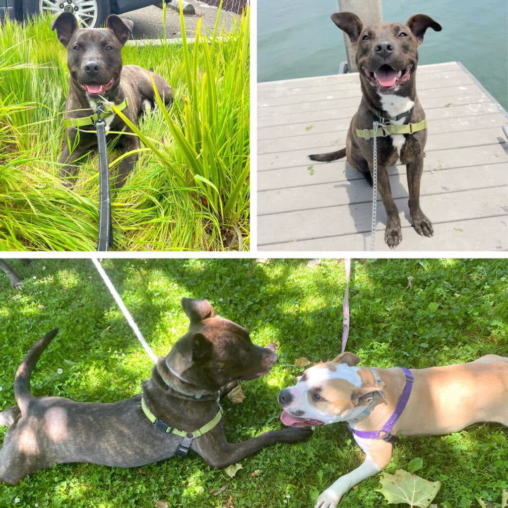 Alameda Post - a collage of Bingo the adoptable dog enjoying time outside