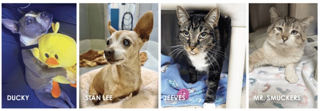 Alameda Post - Photo compilation of two dogs and two cats. 