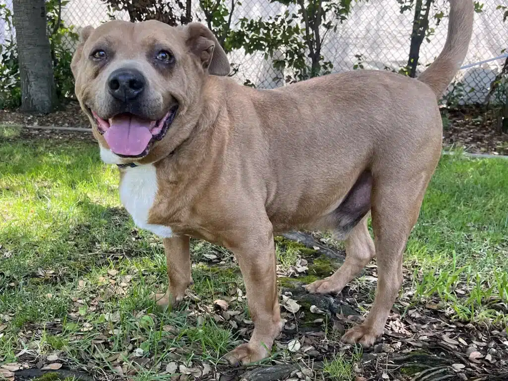 Alameda Post - Buster Brown the dog is available for adoption from Friends of the Alameda Animal Shelter