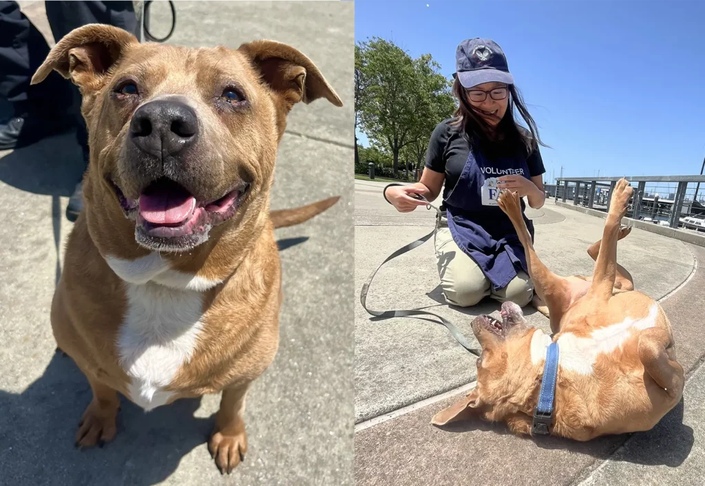 Alameda Post - Buster Brown the dog is available for adoption from Friends of the Alameda Animal Shelter