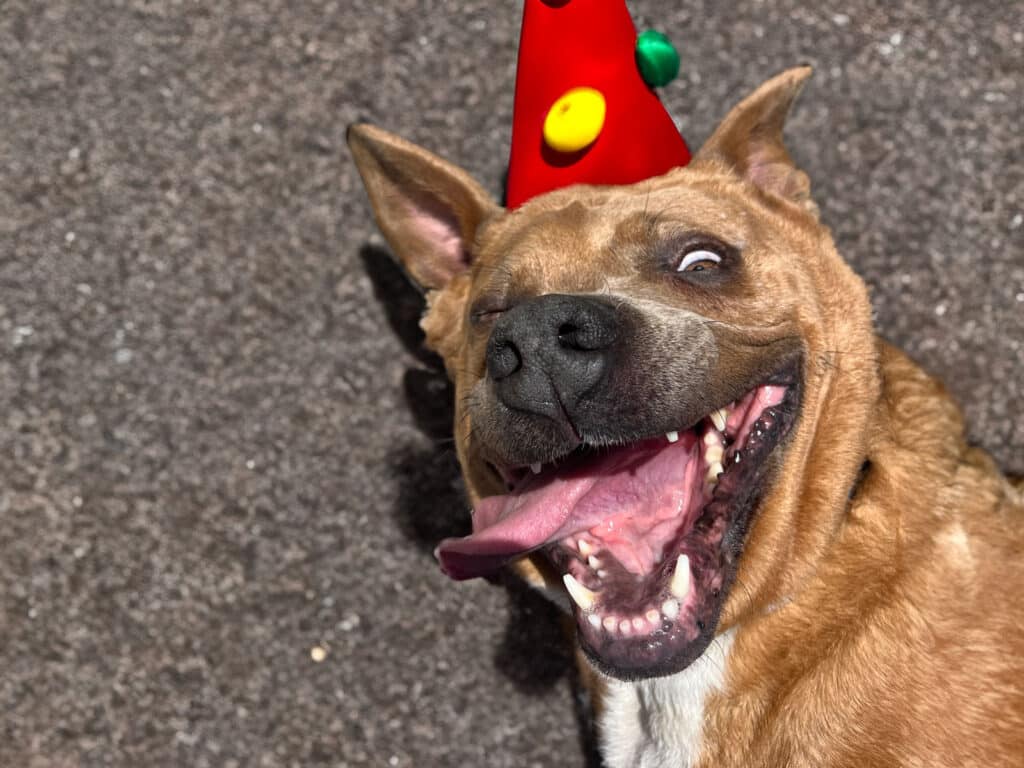 Alameda Post - Buster Brown the dog is available for adoption from Friends of the Alameda Animal Shelter