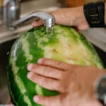 Alameda Post - somebody washes a watermelon whole in the sink