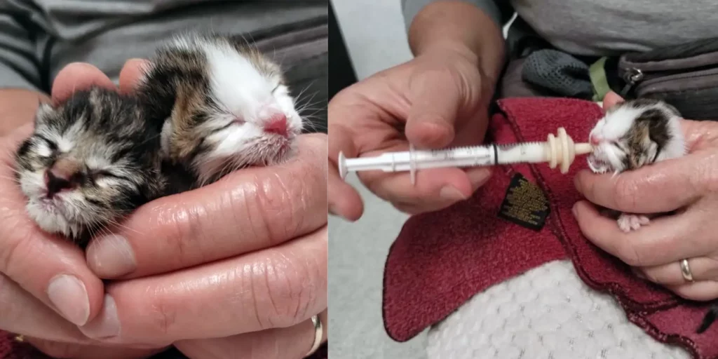 Alameda Post - feeding foster kittens