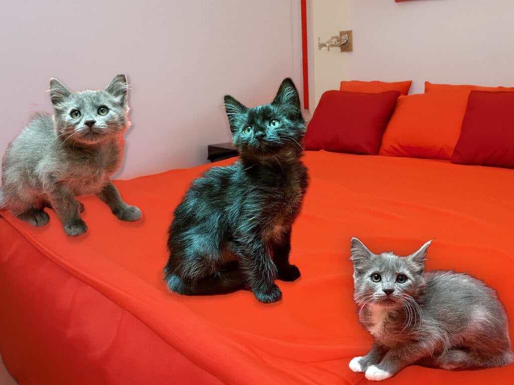 Alameda Post - Marian Anderson, Theodora, and Eleanor Roosevelt are three kittens available for adoption from FAAS.