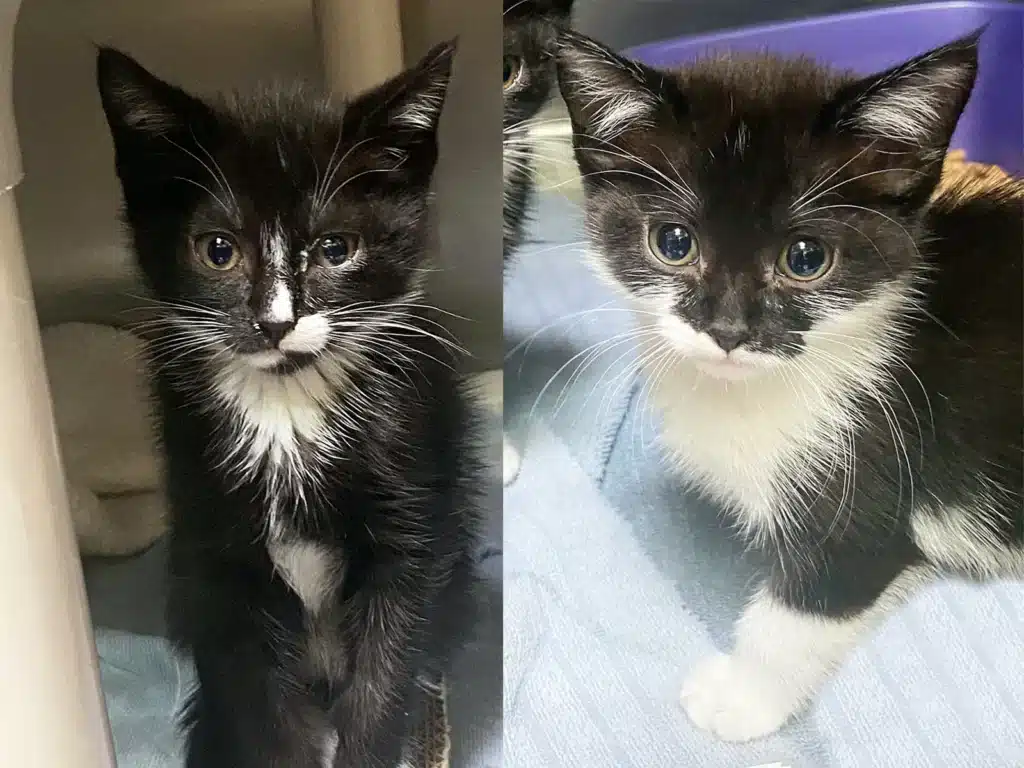 Alameda Post - Max and Ruby are black and white kittens available for adoption
