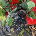 Alameda Post - a photo of a Cooper's Hawk stuck in a tree