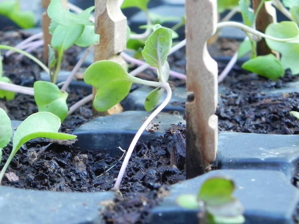 Alameda Post - Brussel sprouts seedlings
