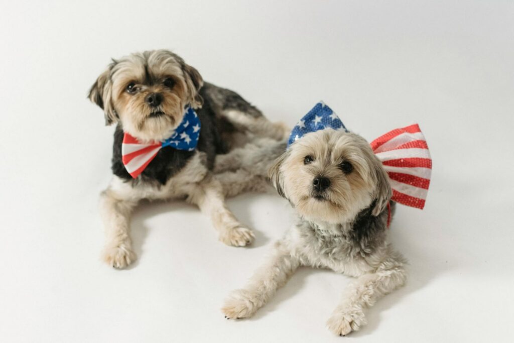 Alameda Post - two dogs where red, white, and blue bandanas 