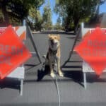 Alameda Post - Mouf the German shepherd dog poses between two road signs on sawhorses, one says "fresh oil" and the other says "road closed"
