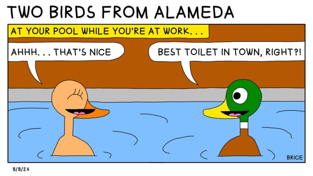 Alameda Post - Two Birds from Alameda for August 8, 2024. A pair of mallards are sitting in water together. A banner across the top says, "At your pool while you're at work." The one with female coloration says, "Ahh... that's nice." The one with male coloration says, "Best toilet in town, right?!"
