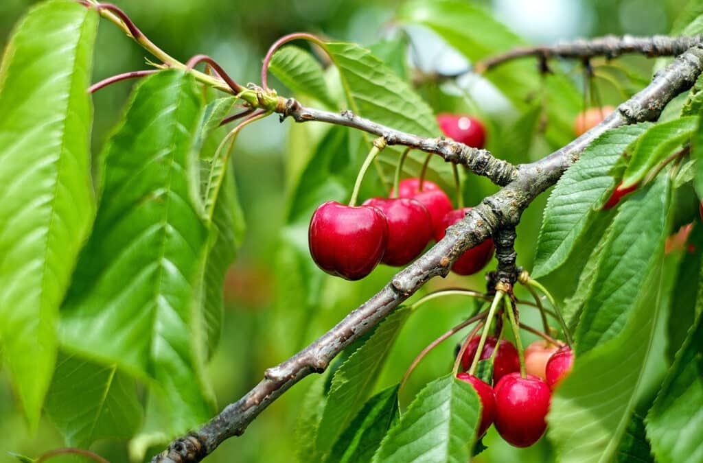 Alameda Post - cherries ripen on the branch of a cherry tree 
