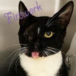 Alameda Post -Firework the adoptable, one eyed cat