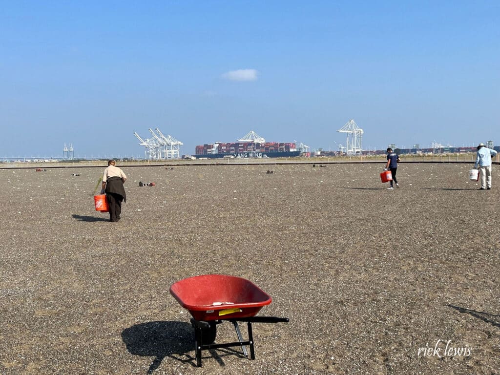 Alameda Post - people walk around with buckets and search the gravel and sand covered ground at Alameda Point