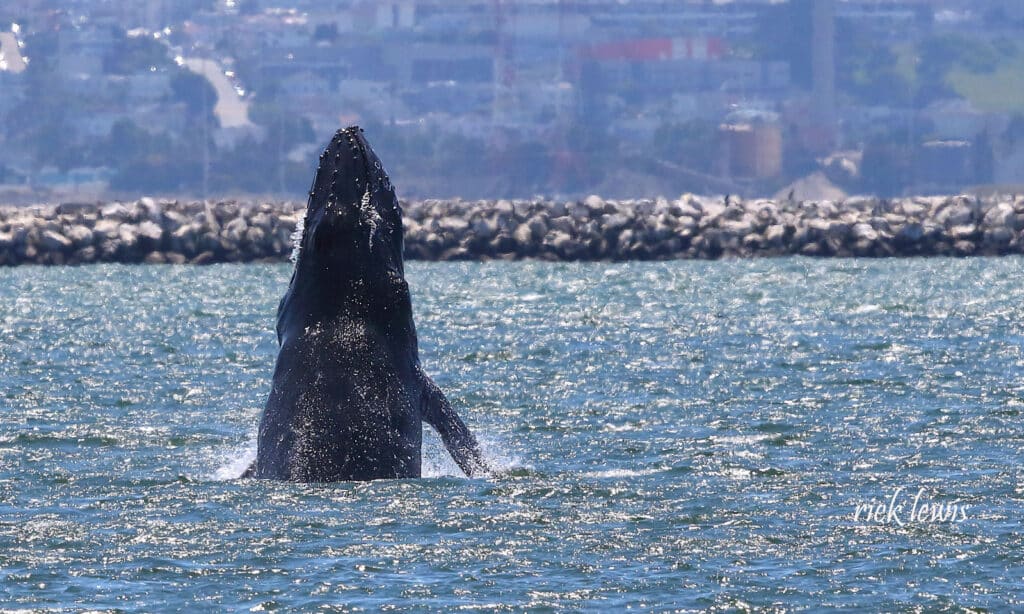 Alameda Post - a humpback whale comes out of the water off the Alameda shore near a rock wall