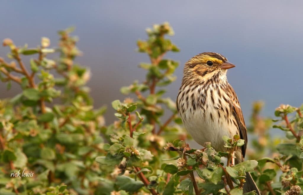 Alameda Post - a yellow and brown striped bird sits in a bush