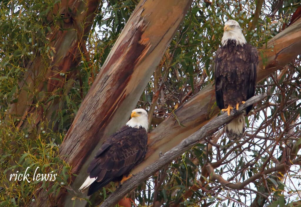 Alameda Post - two bald eagles in a tree