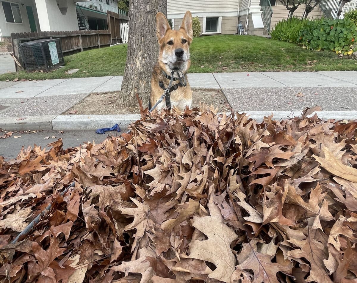 Alameda Post - Mouf the dog stands behind a large pile of leaves