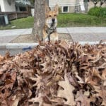 Alameda Post - Mouf the dog stands behind a large pile of leaves