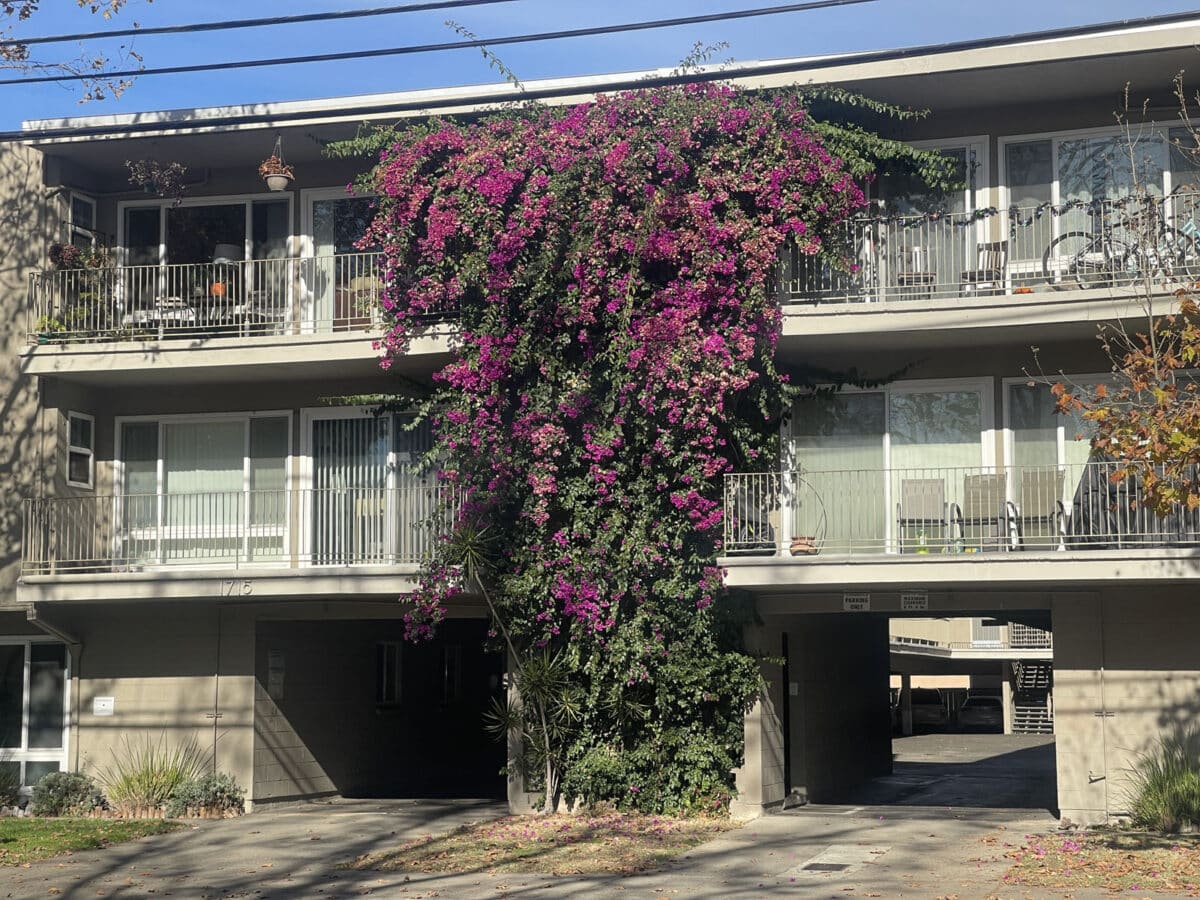 Alameda Post - Bougainvillea plant on the side of an apartment