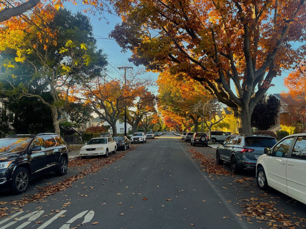 Alameda Post - a tree lined street in Alameda, complete with fall foliage and fallen leaves