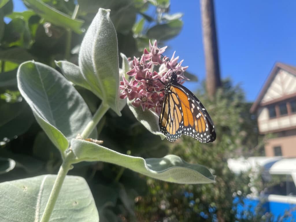 Alameda Post - a monarch butterfly on a flower