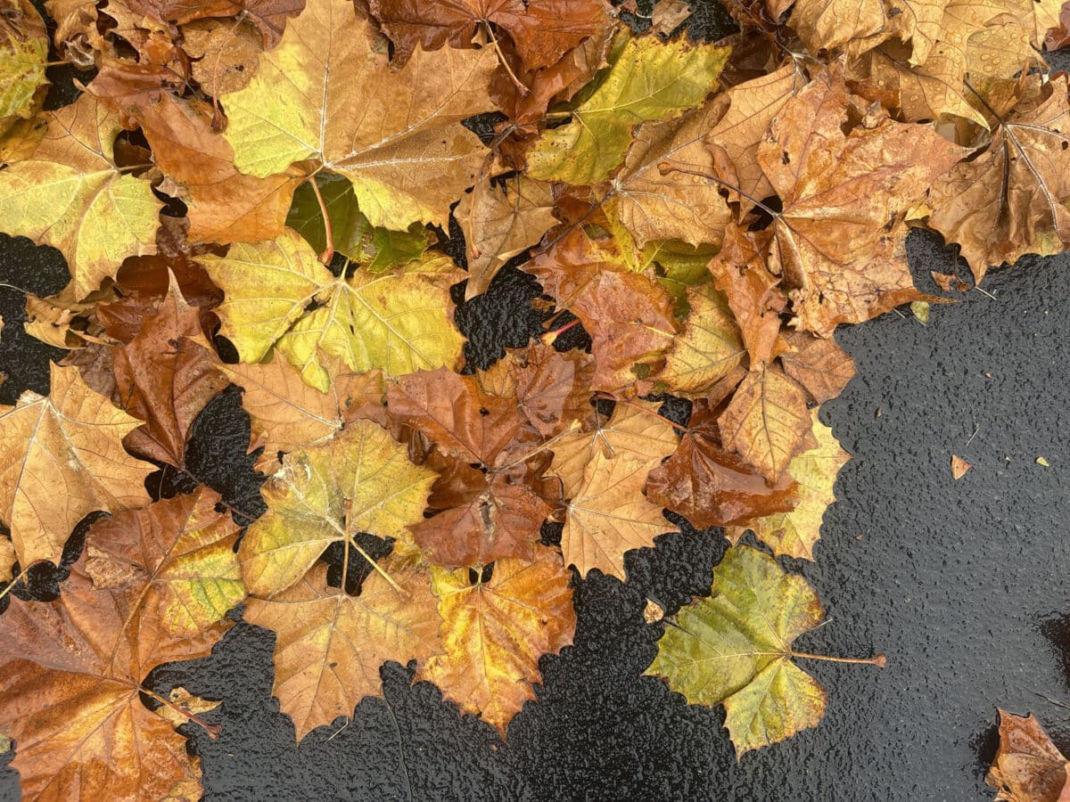 Alameda Post - a pile of colorful yellow leaves