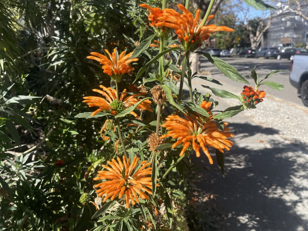 Alameda Post - orange flowers
