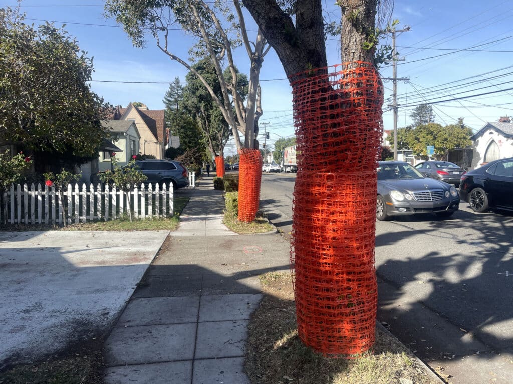 Alameda Post - orange netting around trees