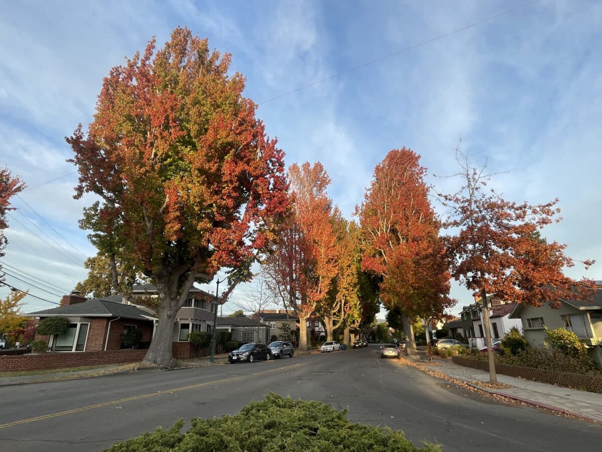 Alameda Post - a street bordered by trees with colorful fall leaves