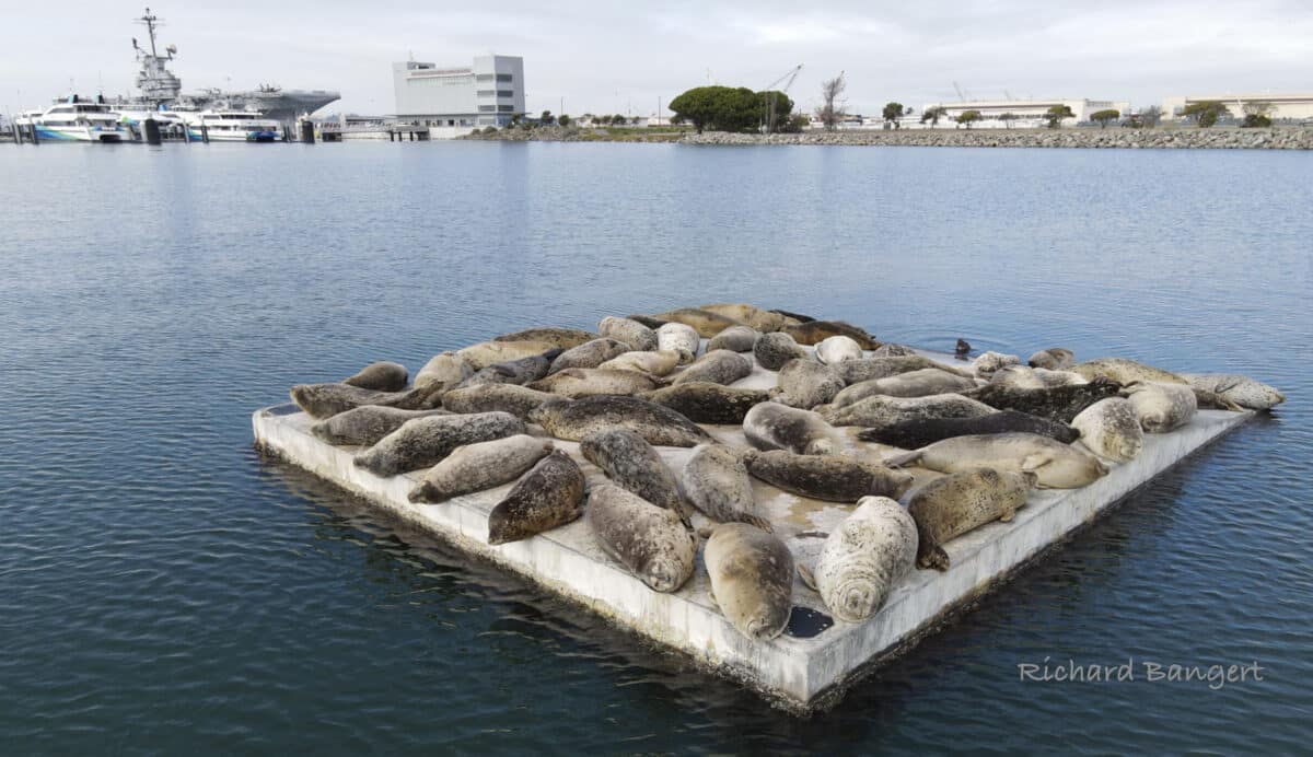 Alameda Post - a float full of harbor seals on the water