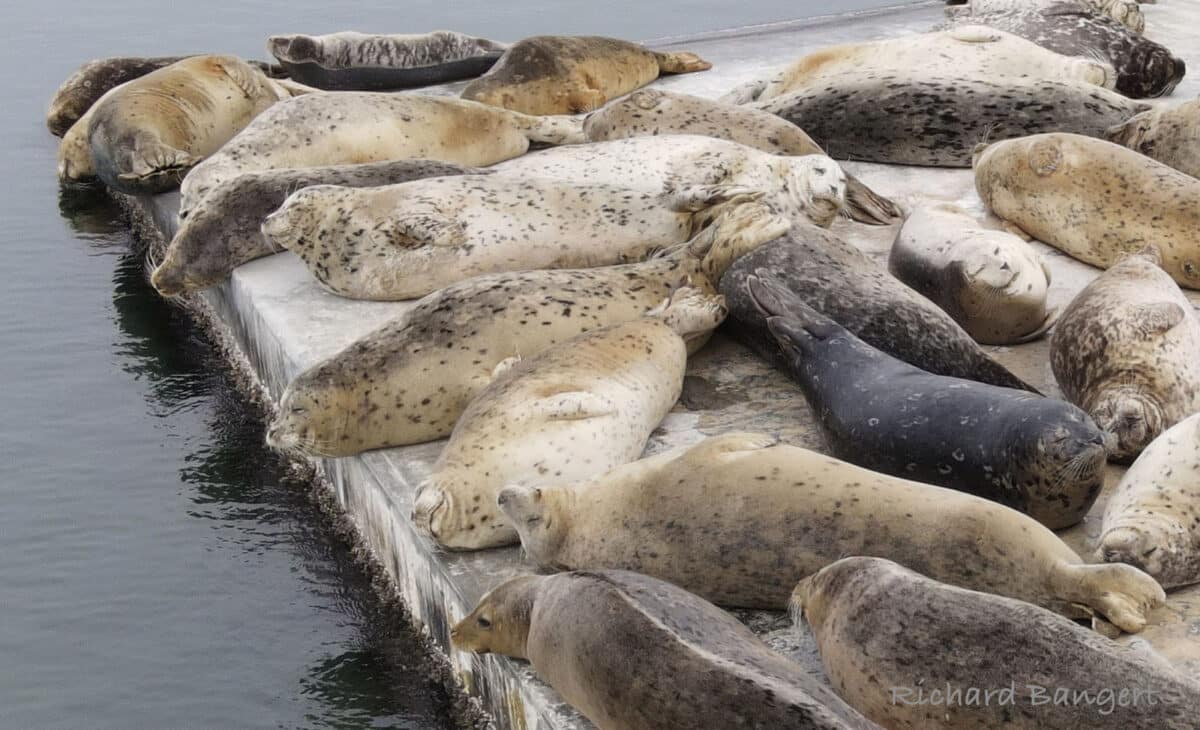 Alameda Post - a close up of some napping seals