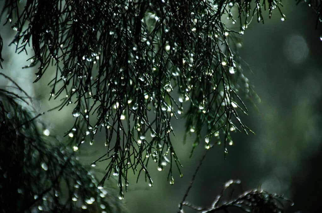 Alameda Post - a tree with drops of water on it