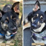 Alameda Post - Starr and River, the adoptable German Shepherds, tilt their heads towards the camera