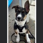 Alameda Post - Tidus the adoptable dog looks at the camera with one ear sticking up