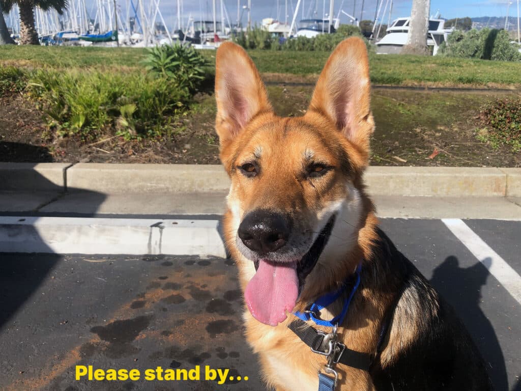 Alameda Post - Mouf the dog with the text "please stand by…" superimposed