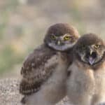 Alameda Post - juvenile burrowing owls