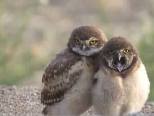 Alameda Post - juvenile burrowing owls