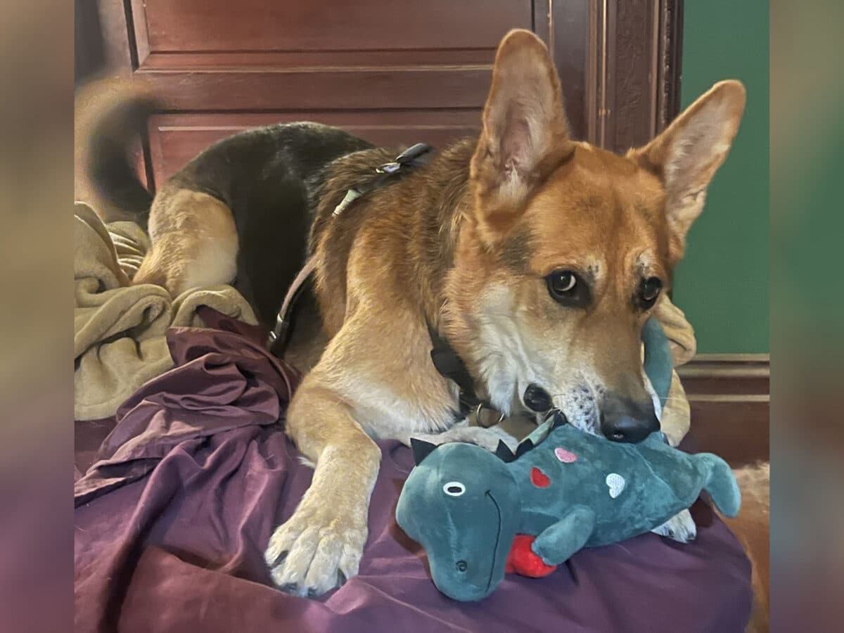 Alameda Post - Mouf the dog plays with his new toy dragon