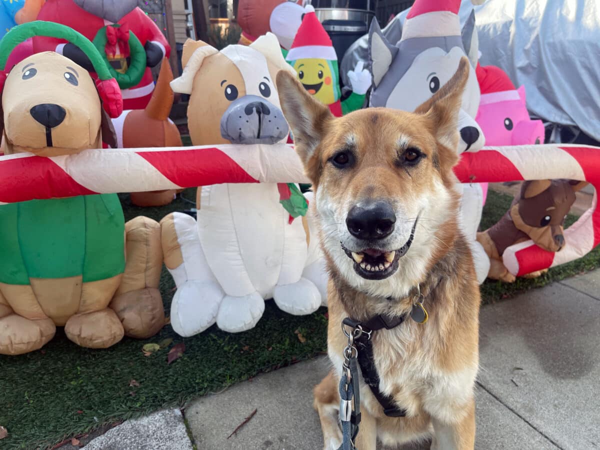 Alameda Post - Mouf wishes you all very happy holidays