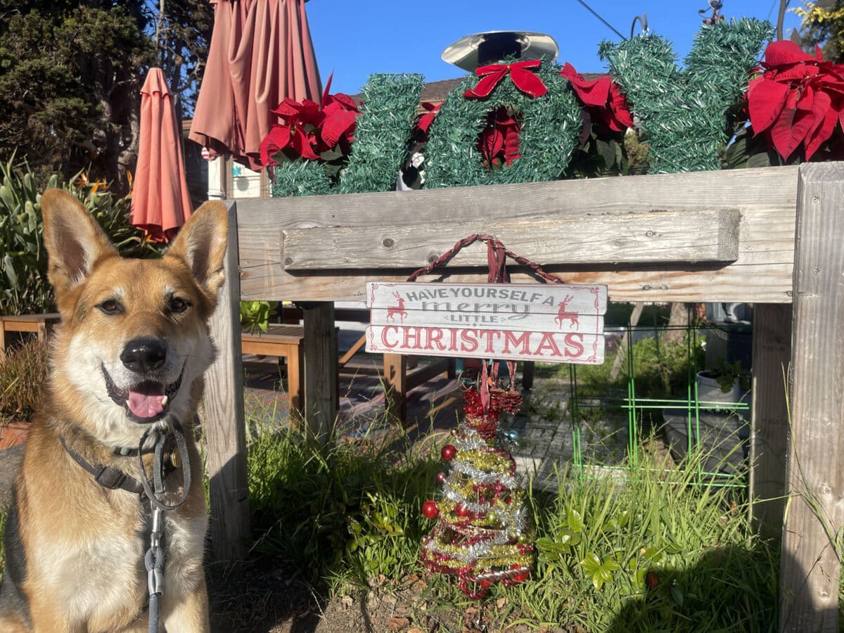 Alameda Post - Mouf the doc next to Christmas decor