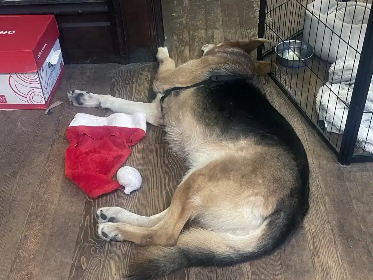 Alameda Post - Mouf the dog asleep on the floor next to a Santa hat