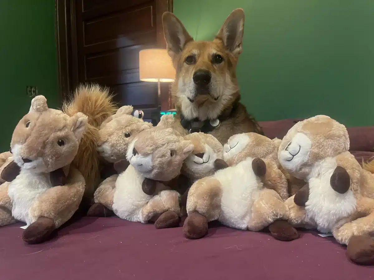 Alameda Post - Mouf the dog surrounded by stuffed squirrel toys