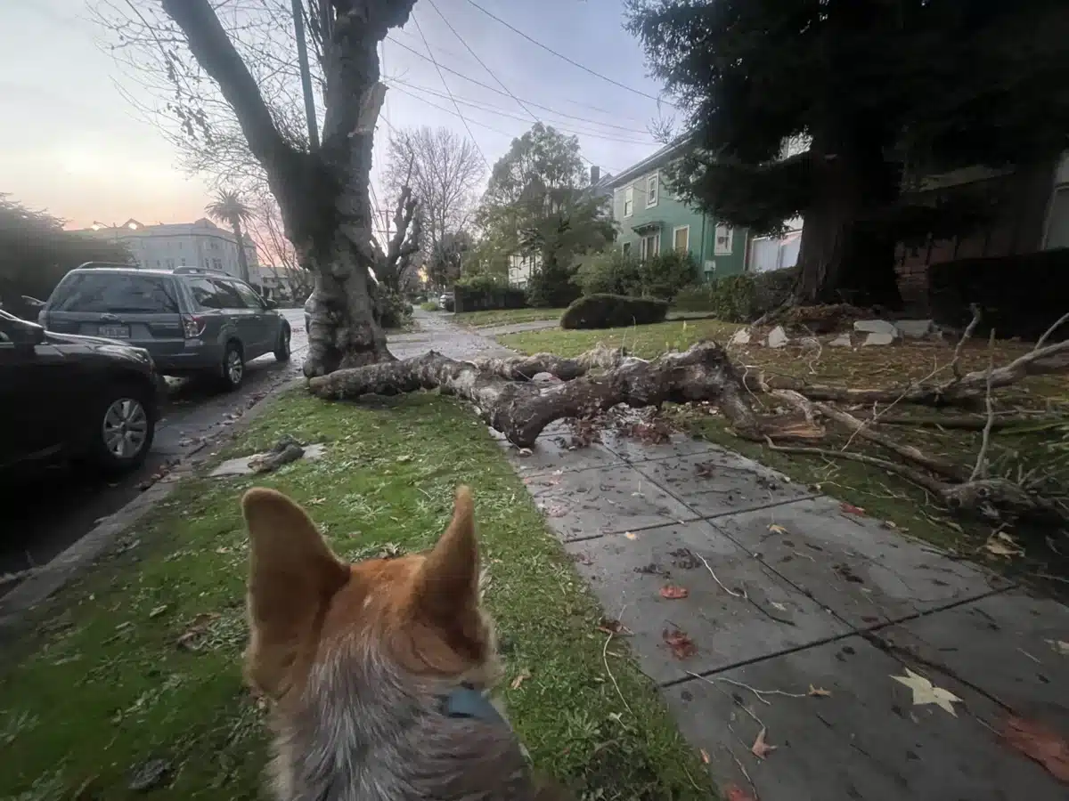 Alameda Post - Mouf surveys the damage from a tree limb falling off a tree
