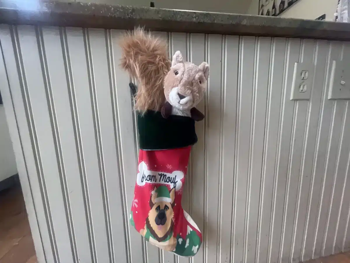 Alameda Post - a Christmas stocking that says "from Mouf" with a stuffed squirrel toy in it